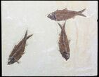 Three Large Knightia Fossil Fish - Wyoming #62667-1